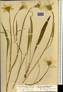 Козелец лучистый Fisch. ex Colla, Монголия (MONG) (Монголия)