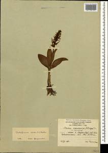 Пололепестник зеленый (L.) R.M.Bateman, Pridgeon & M.W.Chase, Кавказ, Южная Осетия (K4b) (Южная Осетия)