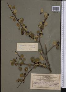 Cotoneaster hissaricus Pojark., Средняя Азия и Казахстан, Памир и Памиро-Алай (M2) (Таджикистан)