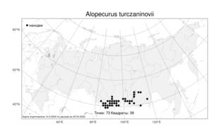 Alopecurus turczaninovii, Лисохвост Турчанинова O.D.Nikif., Атлас флоры России (FLORUS) (Россия)