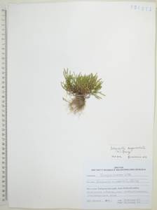 Плаунок кровянокрасный (L.) Spring, Сибирь, Дальний Восток (S6) (Россия)