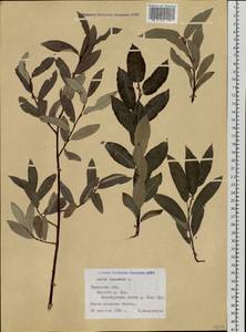 Ива лопарская L., Сибирь, Западная Сибирь (S1) (Россия)