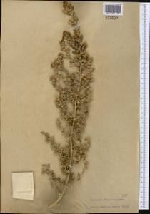 Piptoptera turkestana Bunge, Средняя Азия и Казахстан, Сырдарьинские пустыни и Кызылкумы (M7)