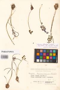 Мышиный гиацинт армянский H.J.Veitch, Кавказ, Грузия (K4) (Грузия)