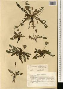 Taraxacum afghanicum Soest, Зарубежная Азия (ASIA) (Афганистан)
