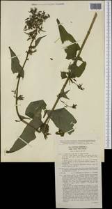 Латук дубравный L., Западная Европа (EUR) (Чехия)