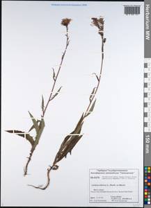 Латук сибирский, Молокан сибирский (L.) Benth. ex Maxim., Сибирь, Центральная Сибирь (S3) (Россия)