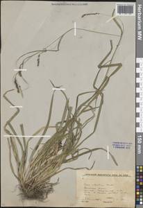 Осока лесная Huds., Восточная Европа, Московская область и Москва (E4a) (Россия)