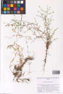 Звездчатка злаковая, Звездчатка злаковидная L., Восточная Европа, Северный район (E1) (Россия)