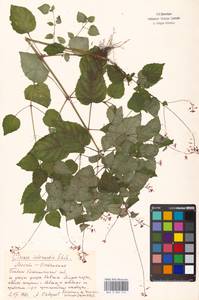 Circaea ×intermedia Ehrh., Восточная Европа, Московская область и Москва (E4a) (Россия)