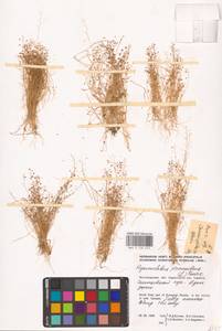 Двусемянник лежачий (L.) Hayek, Восточная Европа, Нижневолжский район (E9) (Россия)