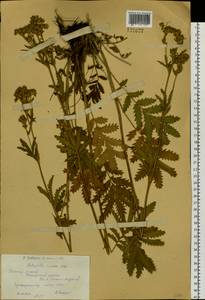 Лапчатка длиннолистная Willd., Сибирь, Западный (Казахстанский) Алтай (S2a) (Казахстан)