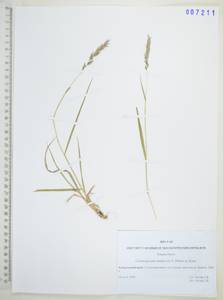 Вейник тростниковый (L.) Roth, Сибирь, Дальний Восток (S6) (Россия)