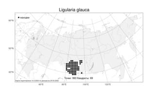 Ligularia glauca, Бузульник сизый (L.) O. Hoffm., Атлас флоры России (FLORUS) (Россия)