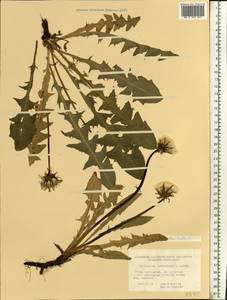 Taraxacum stenoglossum Brenner, Восточная Европа, Северо-Западный район (E2) (Россия)