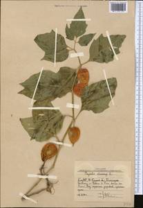 Alkekengi officinarum Moench, Средняя Азия и Казахстан, Западный Тянь-Шань и Каратау (M3) (Узбекистан)