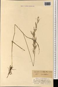 Костер Пампелла Scribn., Монголия (MONG) (Монголия)