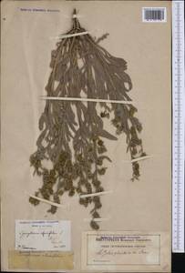 Cynoglossum cheirifolium, Западная Европа (EUR) (Франция)
