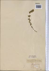 Змееголовник Комарова Lipsky, Средняя Азия и Казахстан, Западный Тянь-Шань и Каратау (M3) (Узбекистан)