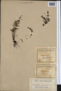 Oeosporangium pteridioides subsp. pteridioides, Западная Европа (EUR) (Франция)
