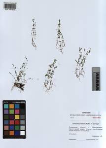 KUZ 004 602, Arenaria leptoclados subsp. leptoclados, Сибирь, Алтай и Саяны (S2) (Россия)