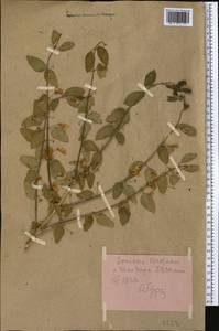 Жимолость Королькова Stapf, Средняя Азия и Казахстан, Памир и Памиро-Алай (M2) (Таджикистан)