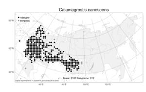 Calamagrostis canescens, Вейник седеющий (Weber) Roth, Атлас флоры России (FLORUS) (Россия)