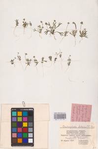 Рогоглавник серповидный (L.) Cramer, Восточная Европа, Нижневолжский район (E9) (Россия)