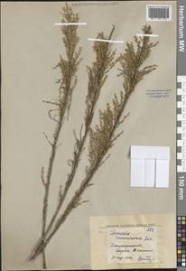 Гребенщик многоветвистый, Гребенщик ветвистый Ledeb., Средняя Азия и Казахстан, Западный Тянь-Шань и Каратау (M3) (Узбекистан)