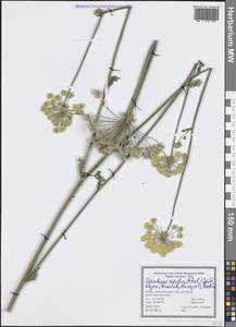 Silphiodaucus hispidus (M.Bieb.) Spalik, Wojew., Banasiak, Piwczyñski & Reduron, Зарубежная Азия (ASIA) (Турция)