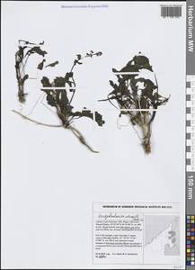 Scrophularia deserti Delile, Зарубежная Азия (ASIA) (ОАЭ)