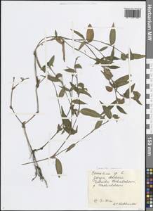 Коммелина обыкновенная L., Кавказ, Грузия (K4) (Грузия)