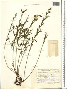 Genista tinctoria subsp. tinctoria, Кавказ, Ставропольский край, Карачаево-Черкесия, Кабардино-Балкария (K1b) (Россия)