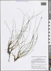 Осока трансильванская (Schur) K.Richt., Кавказ, Черноморское побережье (от Новороссийска до Адлера) (K3) (Россия)