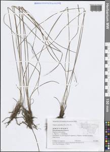 Осока черная ситниковая (Fr.) Soó, Восточная Европа, Центральный район (E4) (Россия)