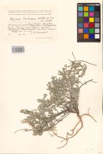 Odontarrhena tortuosa subsp. tortuosa, Восточная Европа, Нижневолжский район (E9) (Россия)