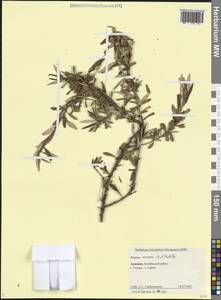 Prunus incana (Pall.) Batsch, Кавказ, Армения (K5) (Армения)