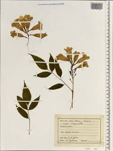 Bignoniaceae, Зарубежная Азия (ASIA) (Индия)