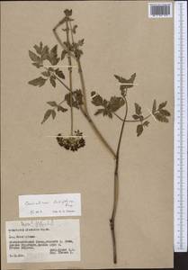 Гирчовник татарский Hoffm., Средняя Азия и Казахстан, Памир и Памиро-Алай (M2) (Таджикистан)