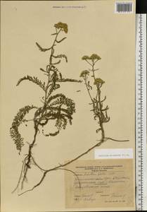 Тысячелистник мелкоцветковый Willd., Восточная Европа, Южно-Украинский район (E12) (Украина)