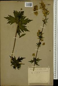 Борец восточный Mill., Кавказ, Ставропольский край, Карачаево-Черкесия, Кабардино-Балкария (K1b) (Россия)