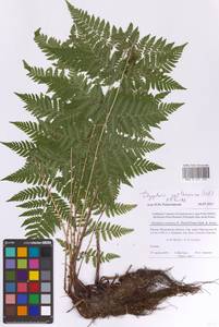 Щитовник картузианский, Щитовник шартрский (Vill.) H.P.Fuchs, Восточная Европа, Московская область и Москва (E4a) (Россия)