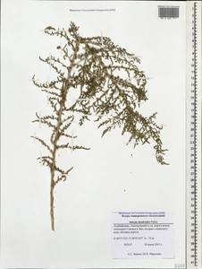 Nitrosalsola dendroides (Pall.) Theodorova, Кавказ, Азербайджан (K6) (Азербайджан)