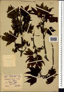 Acer heldreichii subsp. trautvetteri (Medvedev) A. E. Murray, Кавказ, Краснодарский край и Адыгея (K1a) (Россия)
