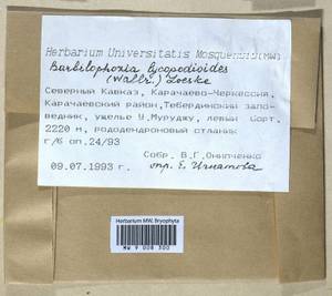 Barbilophozia lycopodioides (Wallr.) Loeske, Гербарий мохообразных, Мхи - Северный Кавказ и Предкавказье (B12) (Россия)
