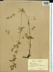 Подмаренник мягкий L., Восточная Европа, Северный район (E1) (Россия)