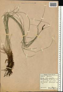 Осока дернистая L., Восточная Европа, Северный район (E1) (Россия)