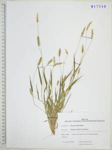 Щетинник зеленый (L.) P.Beauv., Сибирь, Дальний Восток (S6) (Россия)