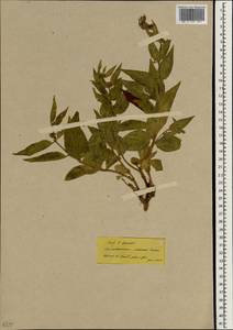 Vincetoxicum canescens (Willd.) Decne., Зарубежная Азия (ASIA) (Турция)