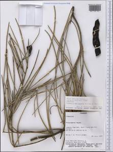 Prosopis sericantha Hook., Америка (AMER) (Парагвай)